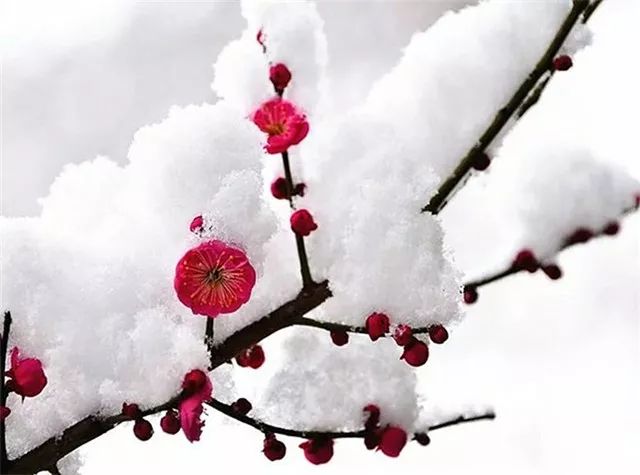 听雪花与梅花的声音(很短,很美!