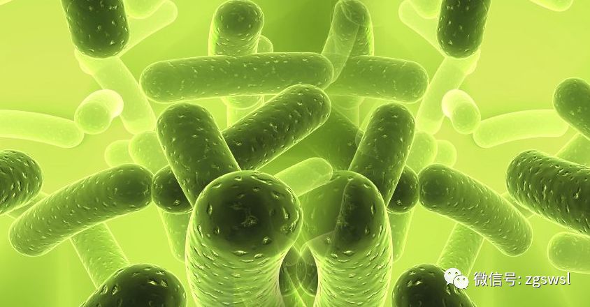 微生物活菌发酵饲料对育肥猪肠道相关菌群分布的影响