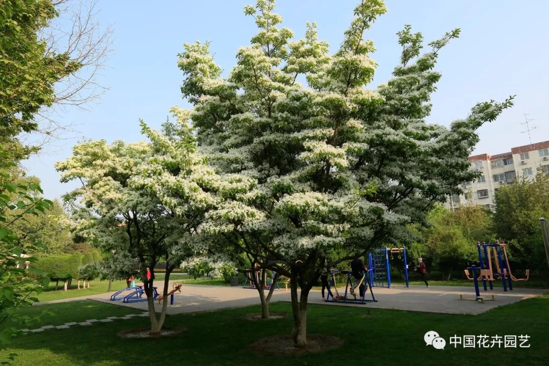 北京怀柔流苏树资源调查及繁育 | 技术