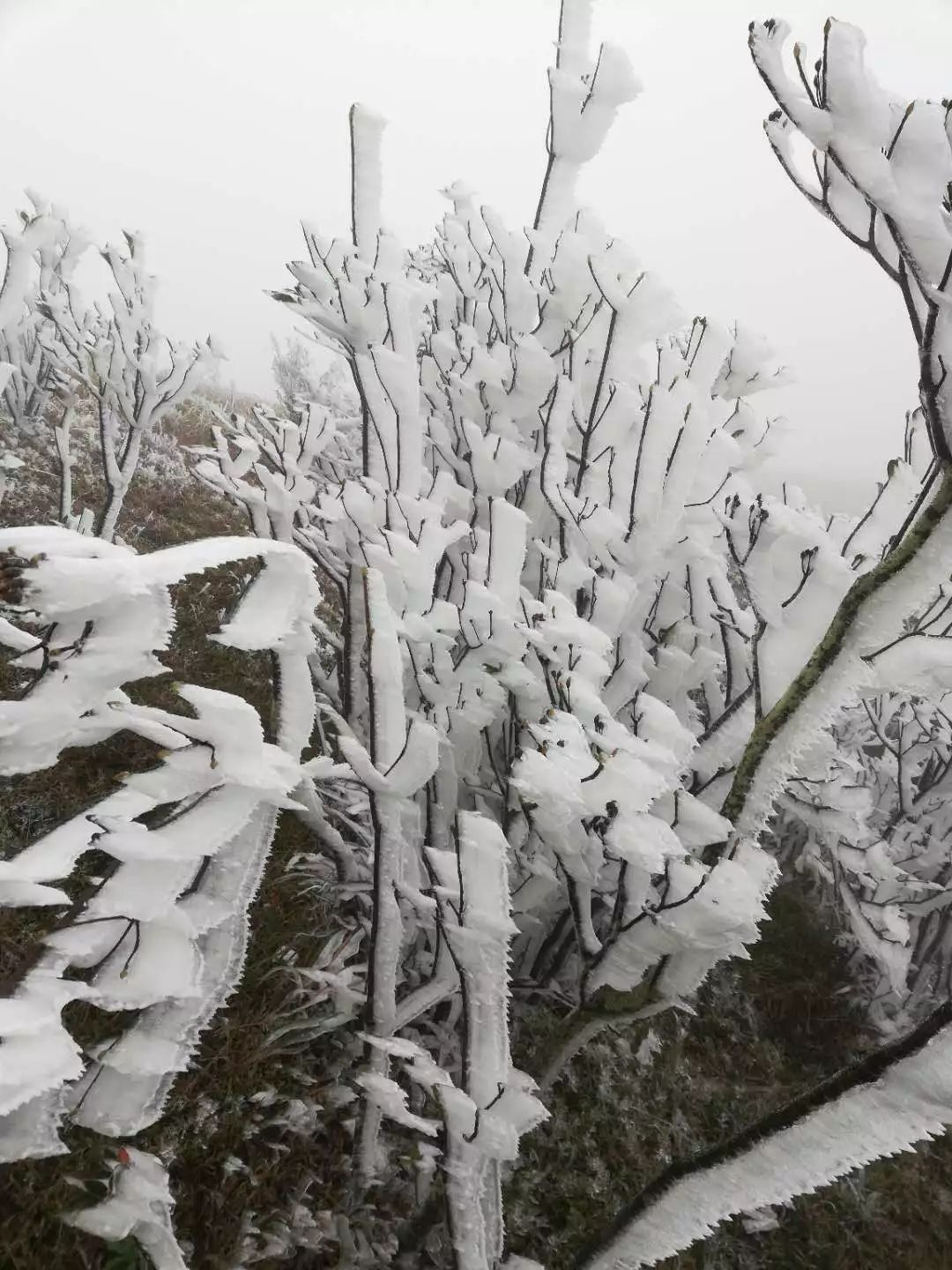 藤县,梧州下雪啦,一大波雪景美图来啦!(附视频)
