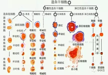 造血干细胞的分化