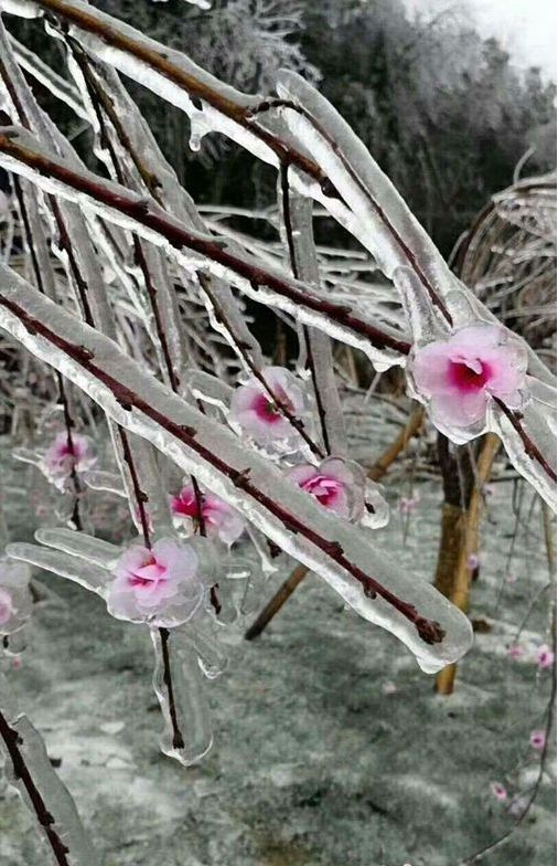 图为冰冻在冰凌子里的梅花,晶莹剔透