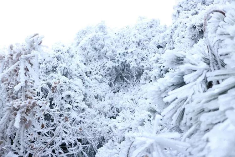 超级壮观!梅城乌龙山的雪景美爆了!