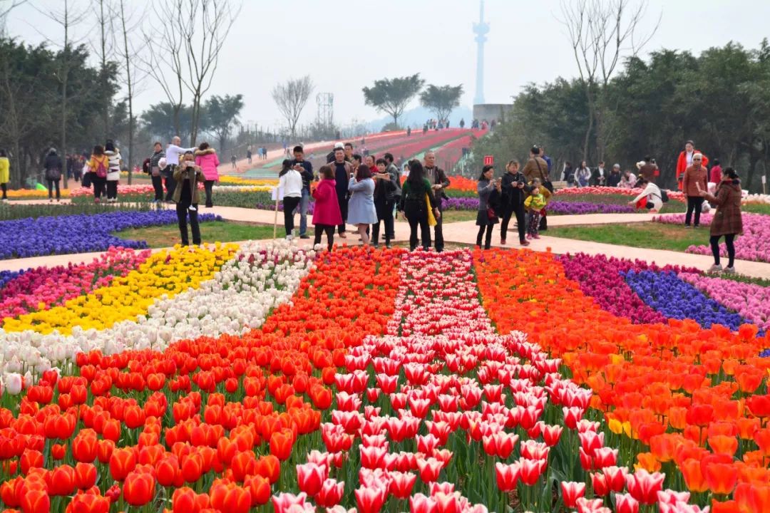 自贡花语人间第二届郁金香节开幕超美花海让人叹为观止