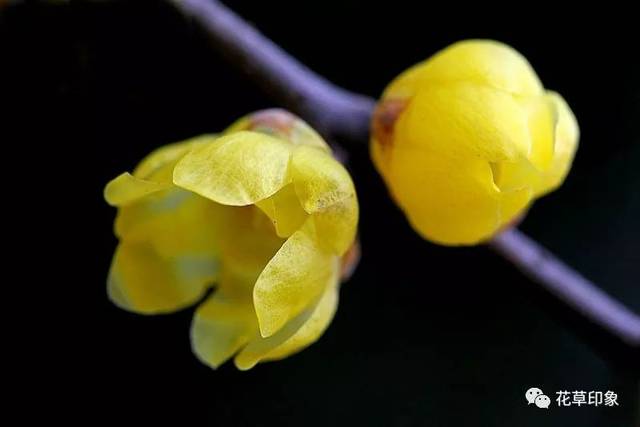 腊梅花,与清寒相伴随