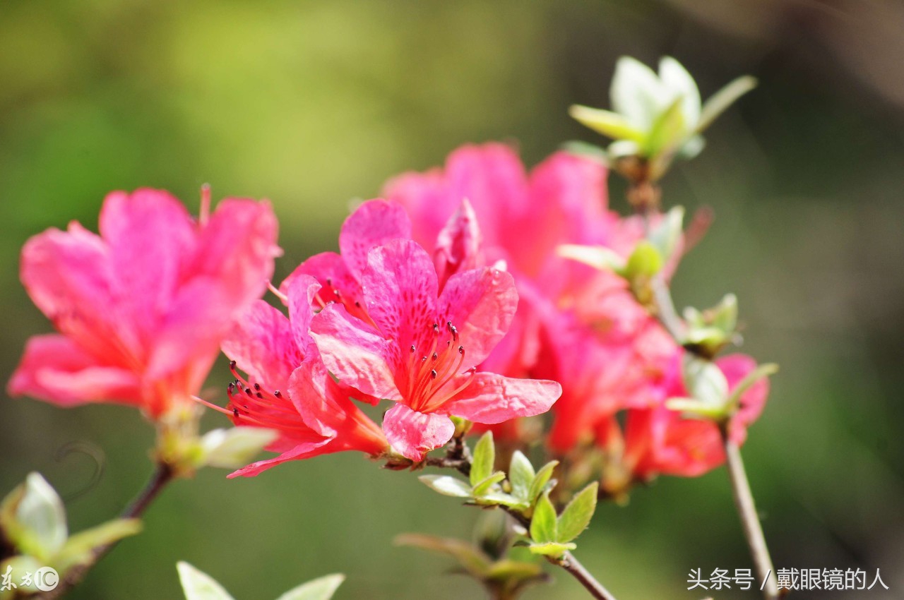 杜鹃花是无锡市市花，锡惠公园景区到处都是盛开的杜鹃花|锡惠公园|杜鹃花|无锡市_新浪新闻