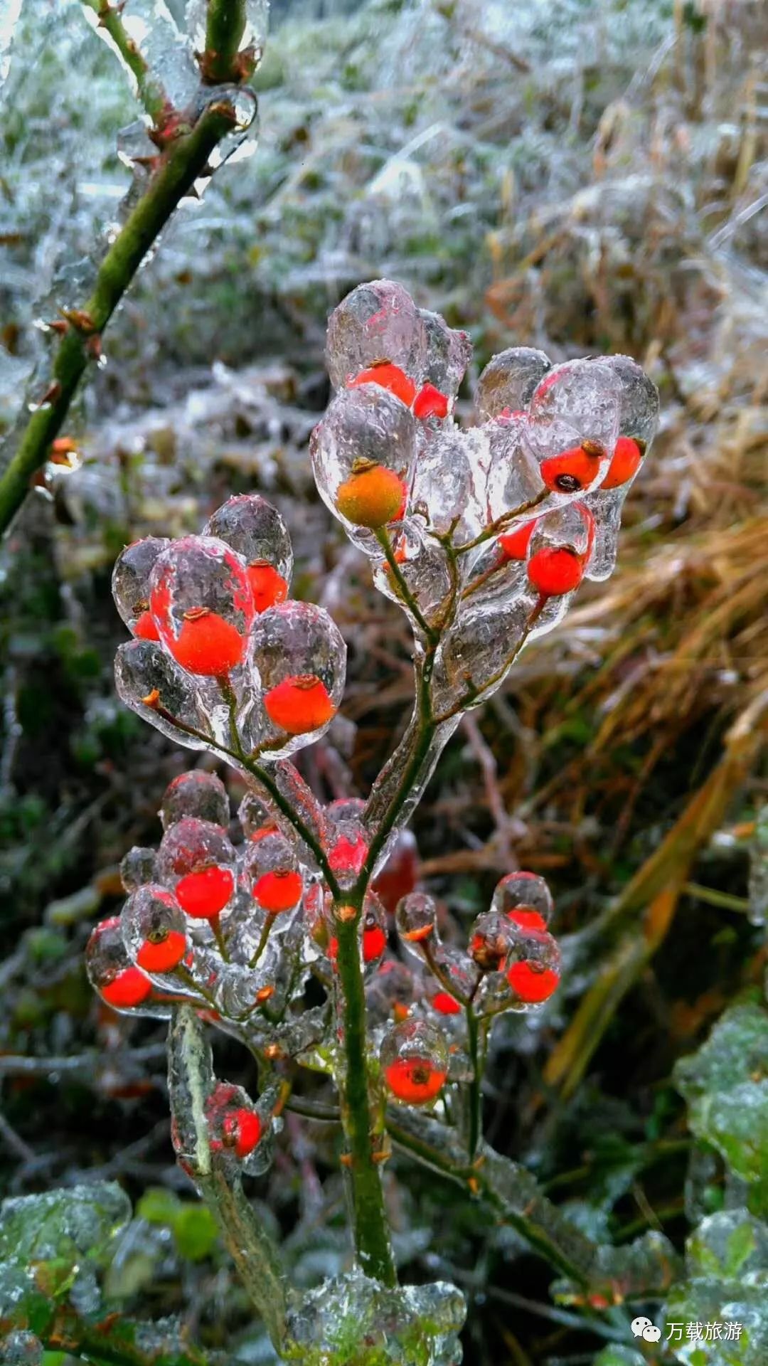 万载丰顶山雾凇 一场花草与冰雪的情缘