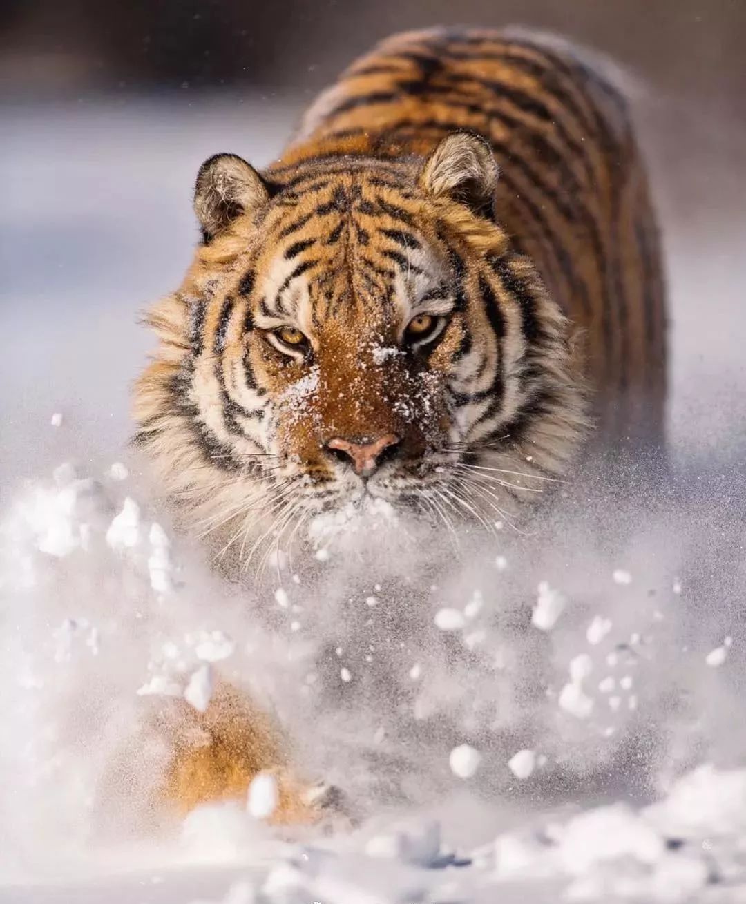 摄影师冒死拍下的霸气老虎玩雪大片,有点可爱!