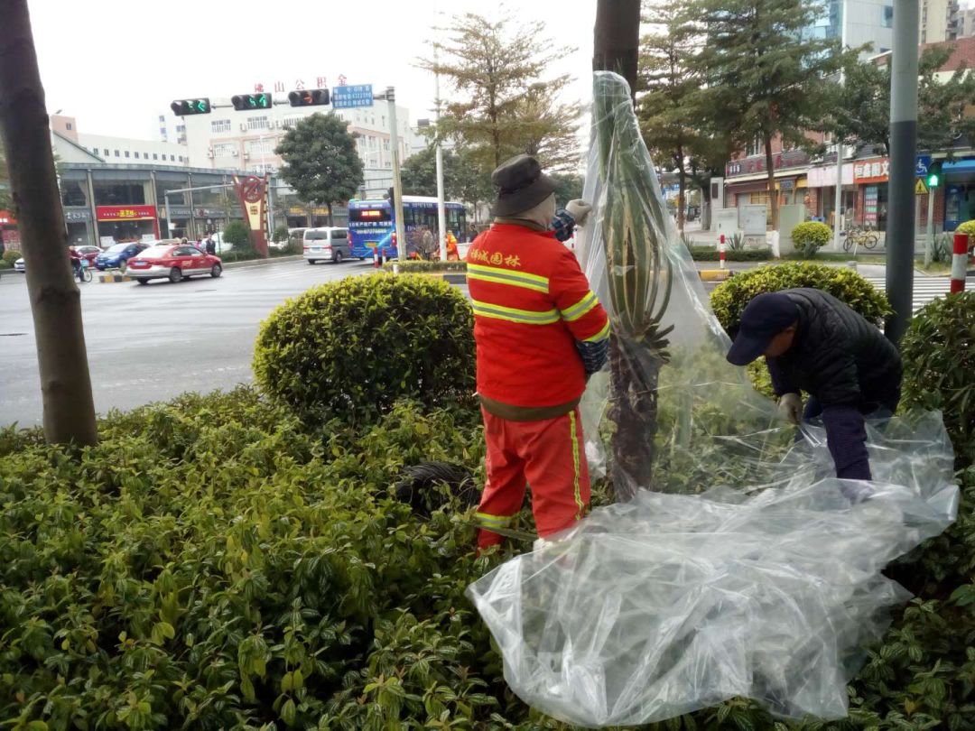 园林工人为植物"穿衣"保暖,帮助植物安全过冬!