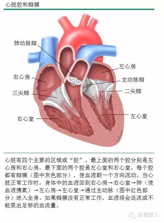 孙宝贵:三尖瓣少量返流是什么意思