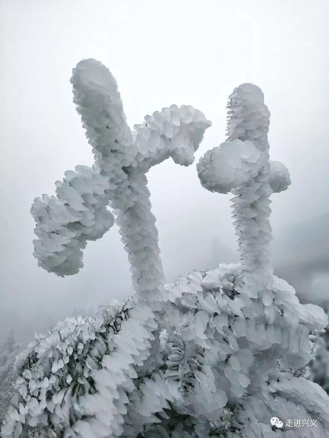 兴义下雪了?别激动,雪景没有"冰花"有一波!