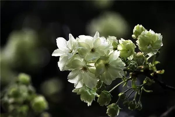 水:花黑,蓝或灰色,叶深绿色或墨绿色 如杜仲,桂花,女贞,竹柏,杜英,广