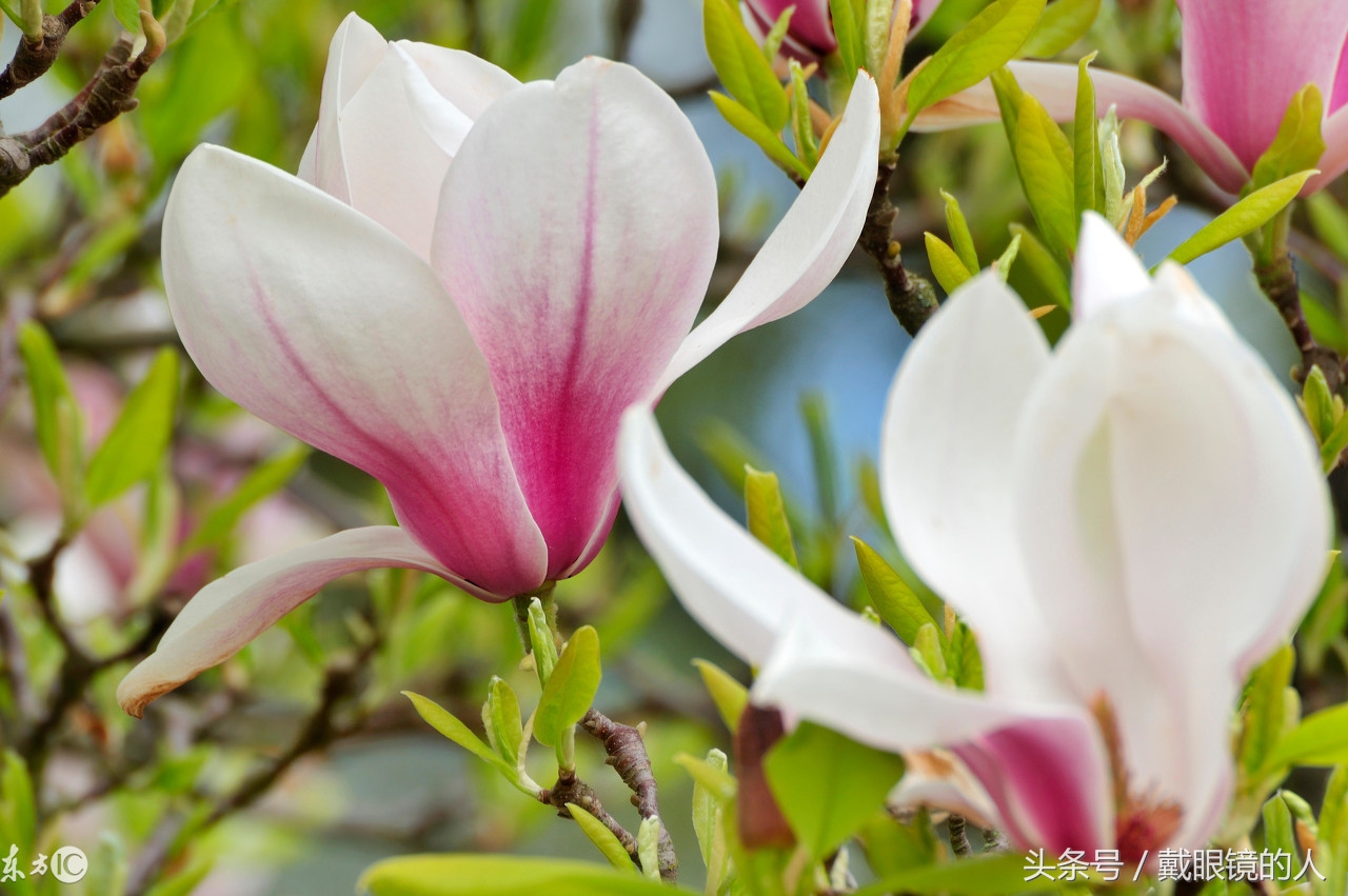 东莞市花:玉兰花中山市花:菊花潮州市花:白玉兰揭阳市花:莲花云浮市