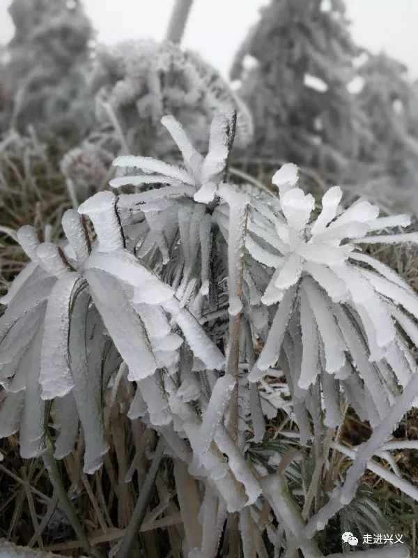 兴义下雪了?别激动,雪景没有"冰花"有一波!