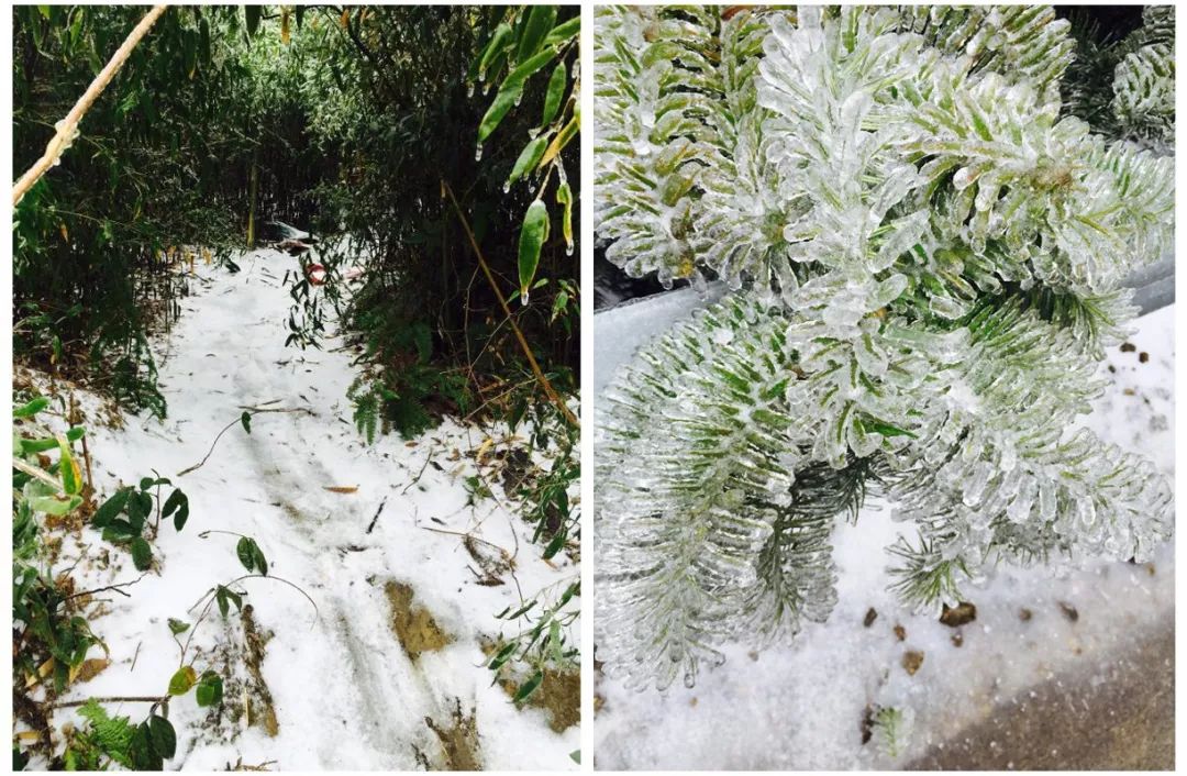 肇庆下雪啦高良出现冰挂奇观德庆启动防低温雨雪冰冻Ⅳ级应急响应