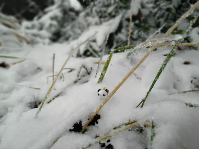 雪地里的小熊猫