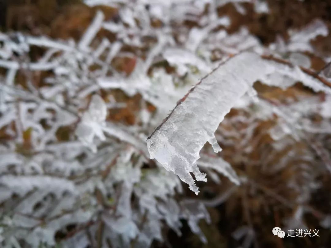 兴义下雪了?别激动,雪景没有"冰花"有一波!