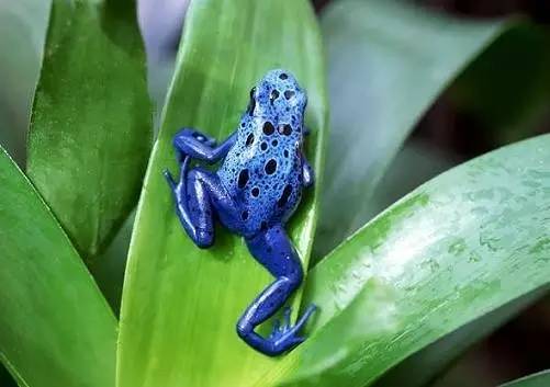 钴蓝箭毒蛙具有高攀爬力