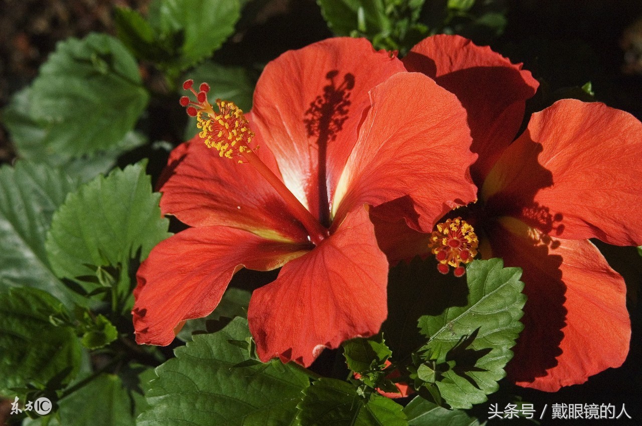 江门市花:三角梅肇庆市花:荷花湛江市花:紫荆花韶关