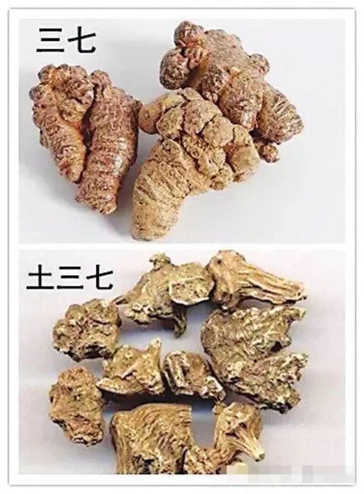 "土三七"又称"菊三七""三七草",实为菊科,一年多生的草本植物,在全国