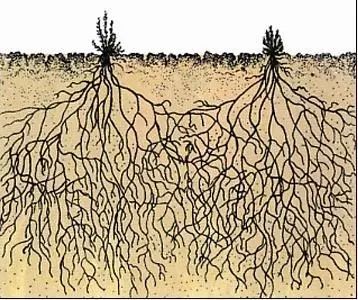 分布在沙漠和戈壁深处吸取地下水分和营养,是一种自然生长的耐旱植物