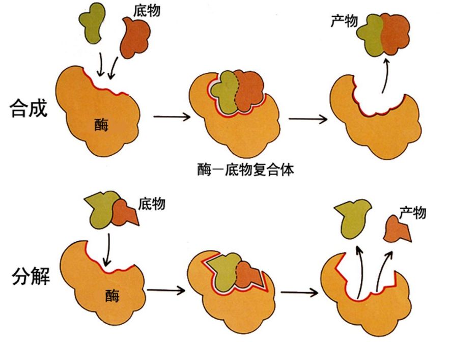 乳糖不耐受服用乳糖酶为何无效选购乳糖酶酸性是关键