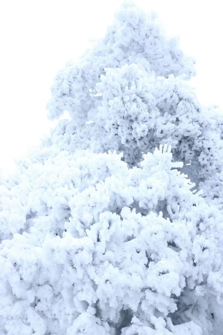 超级壮观!梅城乌龙山的雪景美爆了!