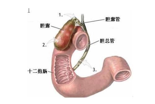 腺是十二指肠中较为特殊的结构,它存在于十二指肠肠壁的粘膜下组织中