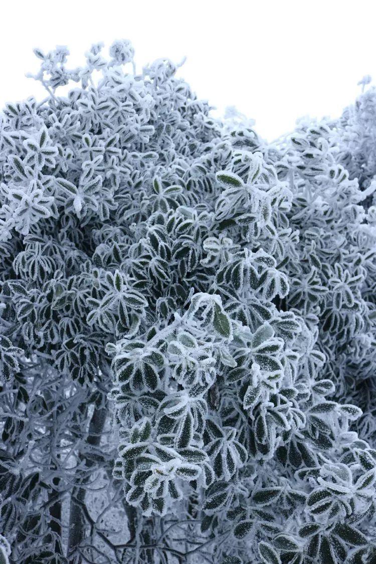 超级壮观!梅城乌龙山的雪景美爆了!