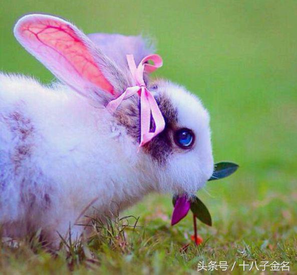 科普:只有白兔的眼睛是红的,灰兔,黑兔眼睛的颜色却是