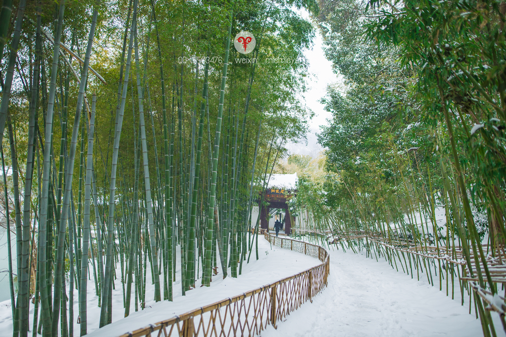 大雪之下,翠绿的竹林依旧挺拔.