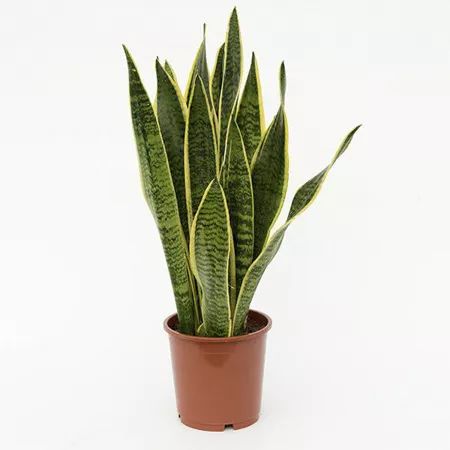 3. 虎皮兰(snake plant)