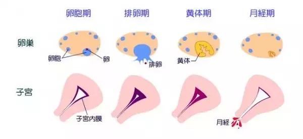 【qh观天下】月经周期中的阴阳