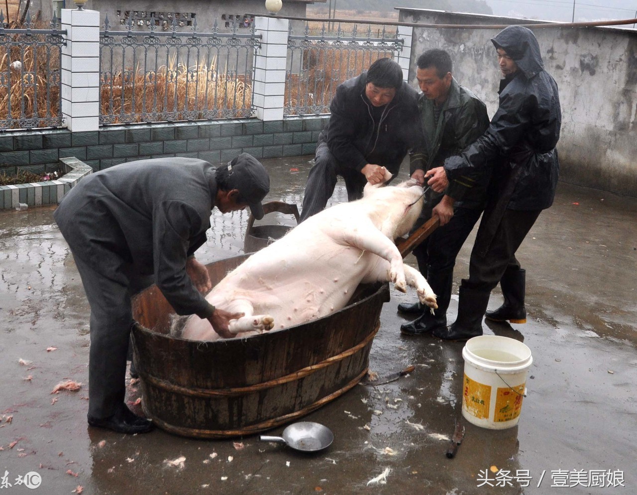 农村杀年猪场面震撼 城里人一辈子吃猪肉 没吃过杀猪饭