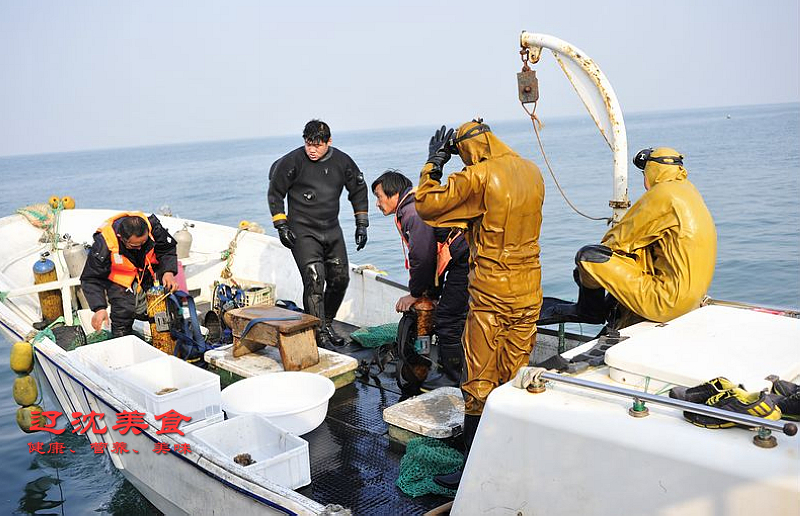 中国顶级海鲜产地,大连獐子岛实拍海鲜捕捞和加工