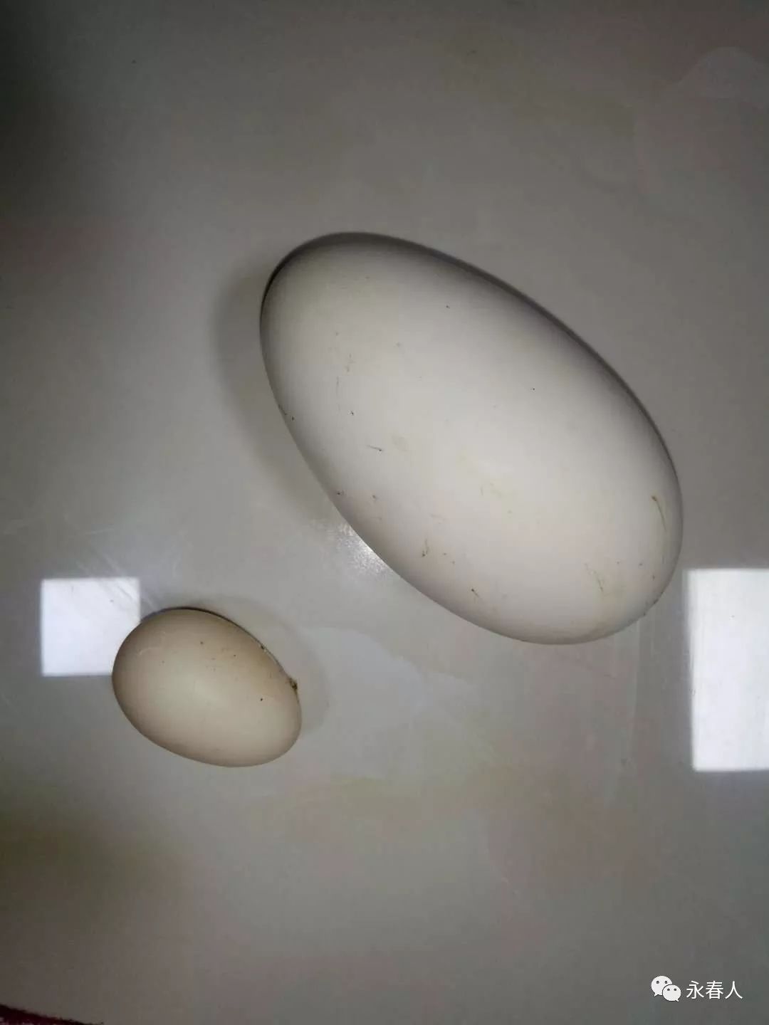 【趣闻】永春石鼓镇黄女士家鸭子生出超大蛋 一个顶好几个大