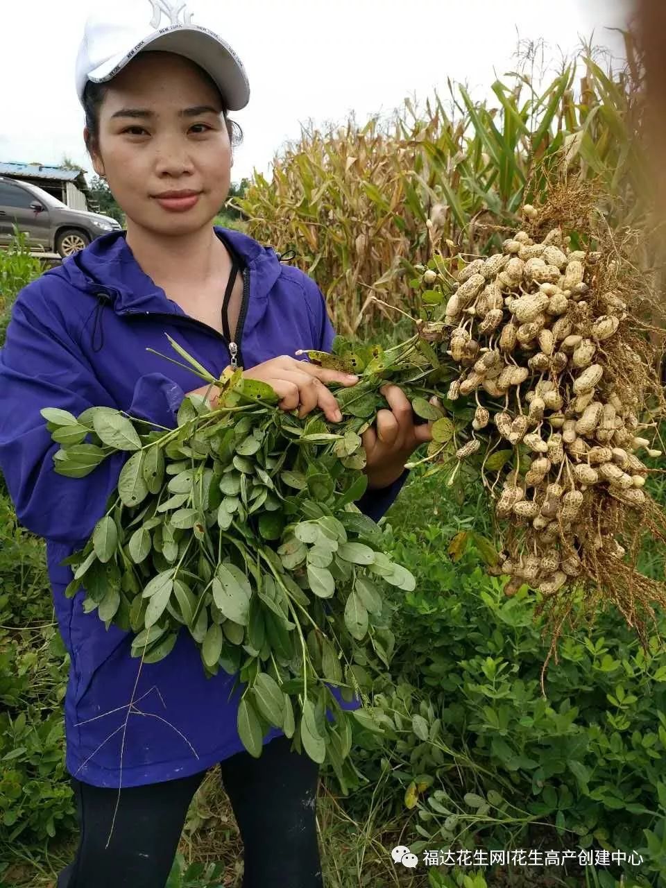 花生院士豫研团队:远杂9102与豫花22【花生优良品种展览】