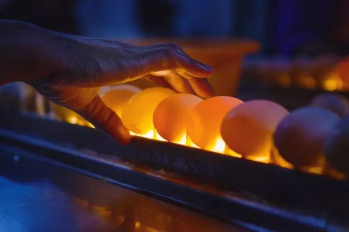 咸鸭蛋怎么烤着吃