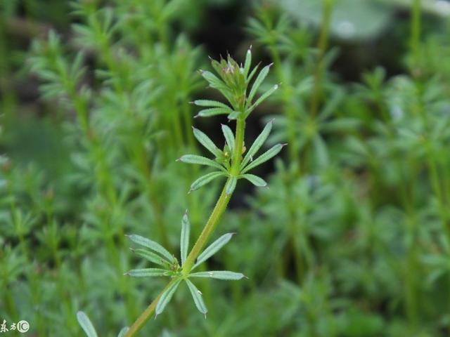 猪殃殃还是一种夏熟旱作物恶性杂草,生于海拔20-4600米的山坡,旷野,沟