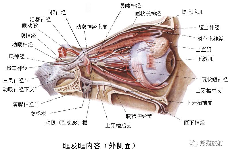 解剖丨颅面颈部颅面骨眼眶腮腺等