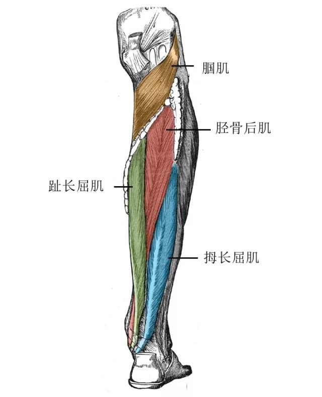 小齐专栏前交叉韧带康复其实很简单4小腿肌肉对膝盖的影响