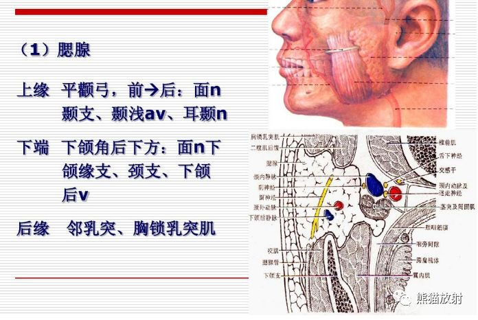 解剖丨颅面颈部颅面骨眼眶腮腺等