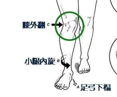 具体支撑足弓的小腿肌肉有拇长屈肌趾长屈肌和胫骨后肌等.