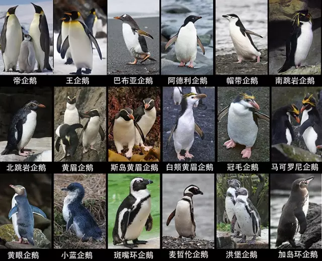 腾讯家的企鹅到底是什么品种?