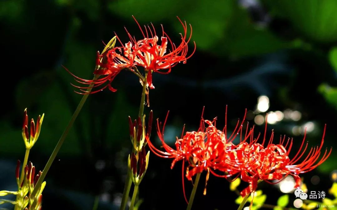 第二届芙蓉杯全国文学大赛入围作品诗歌由彼岸花想起组诗