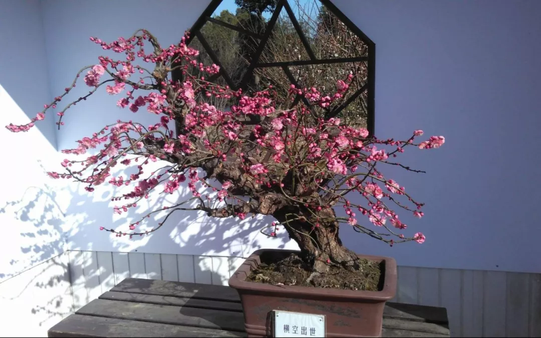 梅花盆景春节催花的一点小窍门 花木君