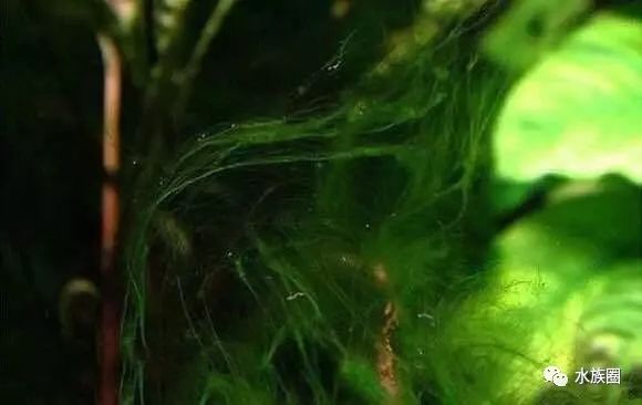 短鲷缸藻类