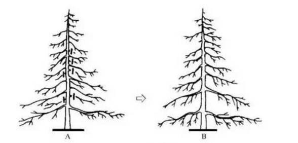 主轴生长优势的松柏类,杉类等针叶树,应保持自然树形,保护中央领导枝