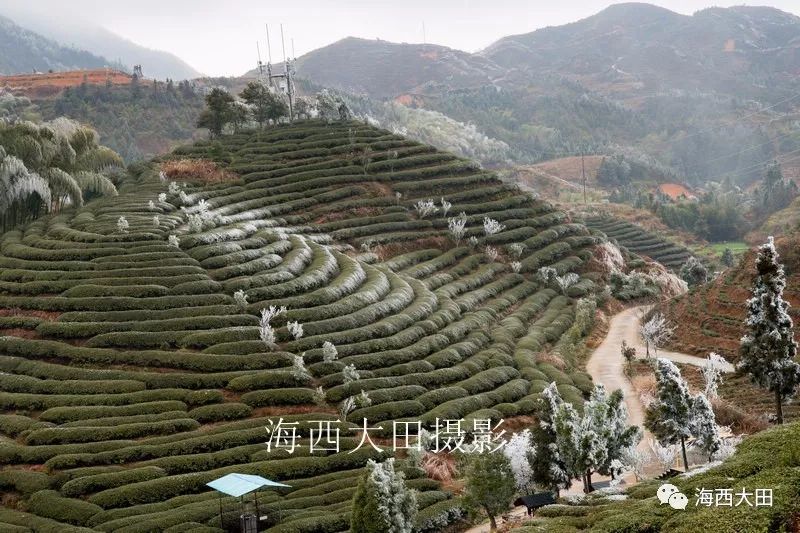 恍如仙境---航拍大田茶天下2018第一场春"雪"