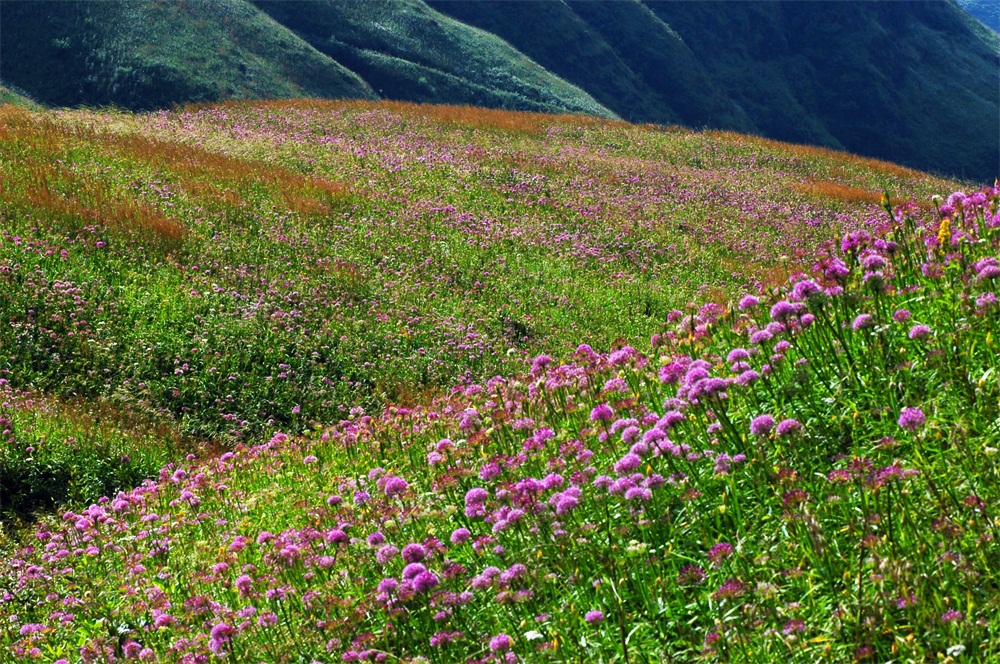 毕节赫章韭菜坪旅游攻略